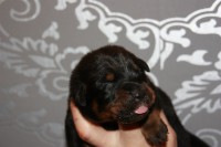 /album/pups/a2e-nestje-dag-11-019-jpg/